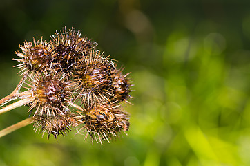 Image showing Cirsium