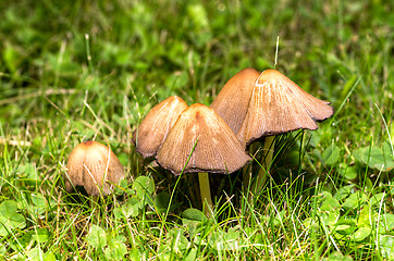 Image showing Mushrooms