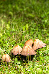 Image showing Mushrooms