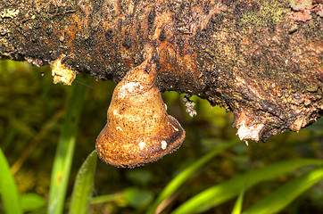 Image showing Polypore