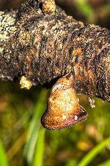 Image showing Polypore