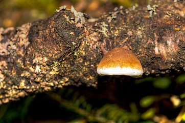 Image showing Polypore