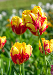 Image showing Tulips