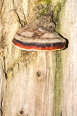 Image showing Polypore