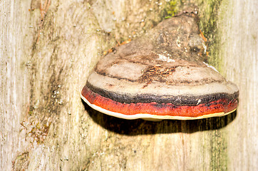 Image showing Polypore