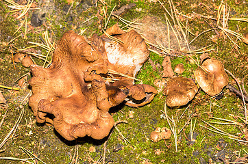 Image showing Mushrooms