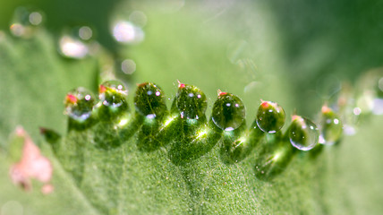 Image showing Drop of water