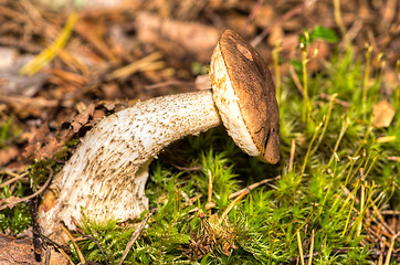 Image showing Mushroom