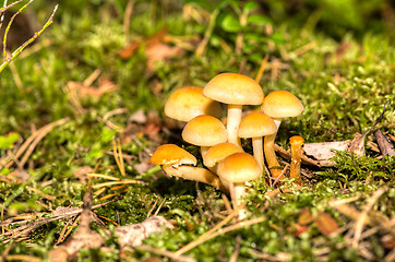 Image showing Mushrooms