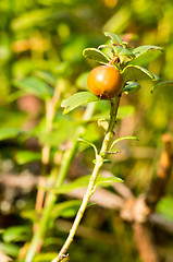 Image showing Lingonberry