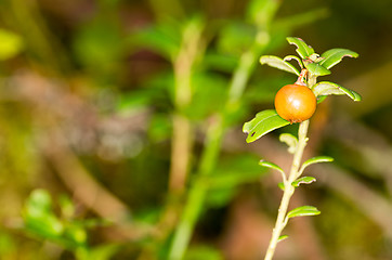 Image showing Lingonberry