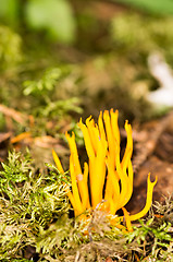 Image showing Calocera viscosa