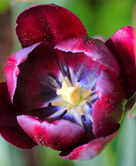 Image showing Tulip