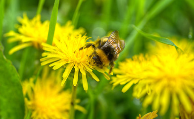 Image showing Bee