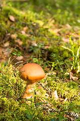 Image showing Mushroom