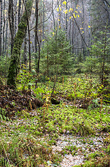 Image showing Wetland