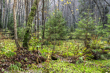 Image showing Forest