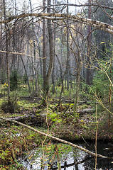 Image showing Wetland