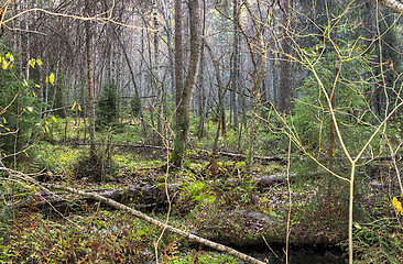 Image showing Wetland