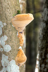 Image showing Polypore