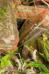 Image showing Red bricks