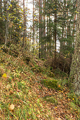 Image showing Path in the forest