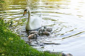 Image showing Swans