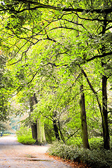 Image showing Footpath in park