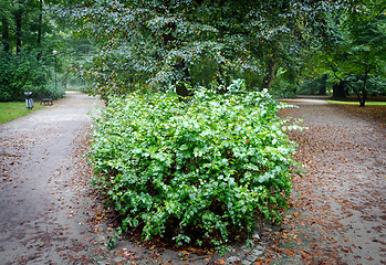 Image showing Footpath in park