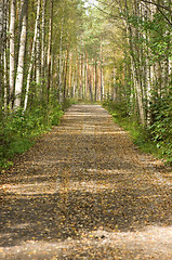 Image showing Dirt road