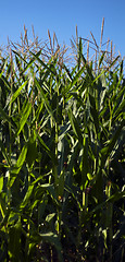 Image showing Maize plants (Corn)