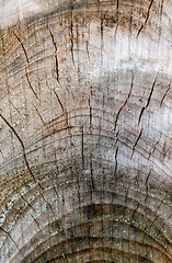 Image showing  Cracked trunk