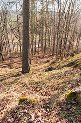 Image showing Path in the forest