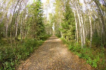 Image showing Dirt road