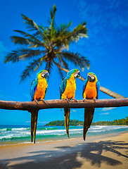 Image showing Blue-and-Yellow Macaw Ara ararauna parrots