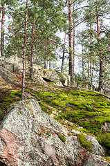 Image showing Forest