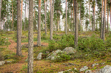 Image showing Forest