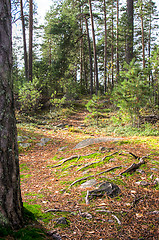 Image showing Path in the forest