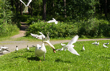 Image showing Swan and gulls