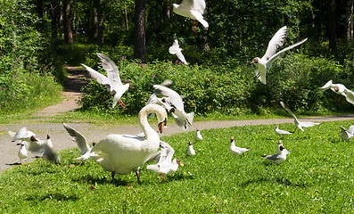 Image showing Swan and gulls