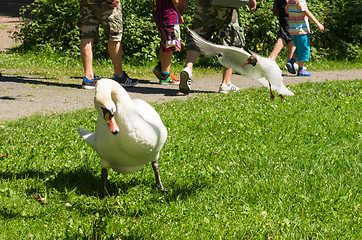 Image showing Swan and gull