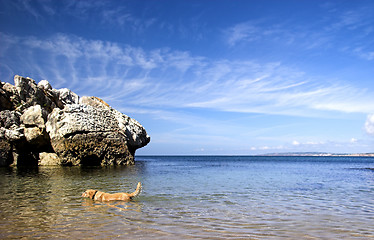 Image showing Dog swimming