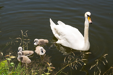 Image showing Swans