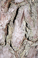 Image showing Bark