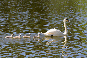 Image showing Swans