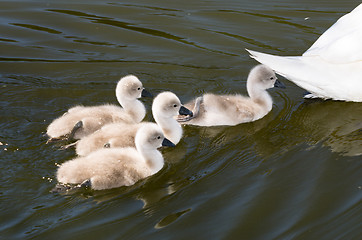 Image showing Swans