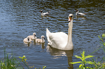 Image showing Swans