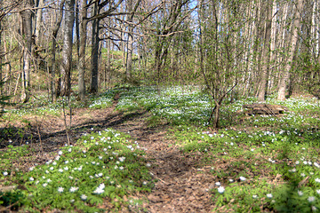 Image showing Spring