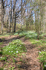 Image showing Forest