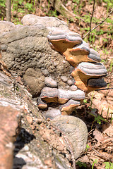 Image showing Polypore